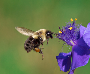 Salon HM: Putting Her Feelers To Good Use by Bob Ferrante