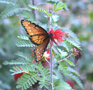 Queen Butterfly - Photo by Chip Neumann