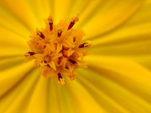 Radial Bloom - Photo by Quannah Leonard