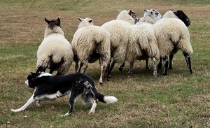 Rain, the unstoppable stock dog! - Photo by Liz Borajkiewicz