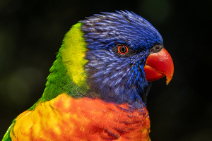 Class A 2nd: Rainbow Lorikeet by Eric Wolfe