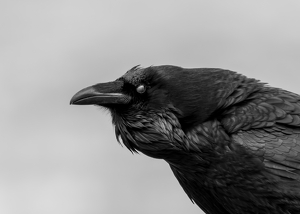 Raven's Eye - Photo by Alison Wilcox