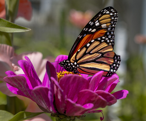 Class A HM: ray's garden by John Parisi