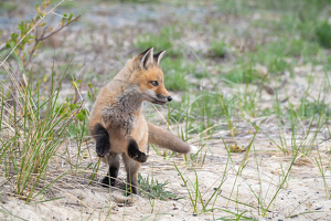 Salon HM: Red Fox Kit Exploring the Dunes by Lorraine Cosgrove