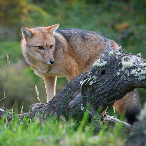 Red Fox Near A Tree Stump - Photo by Louis Arthur Norton
