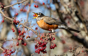 Red Red Robin - Photo by Marylou Lavoie