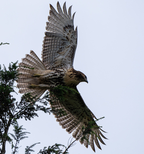 Red Tail Hawk - Photo by Kevin Hulse