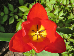 Red Tulip - Photo by Chip Neumann