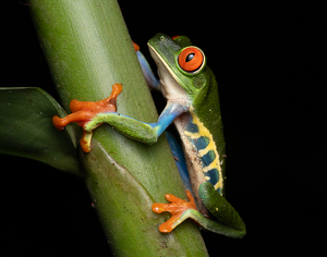 Class A HM: Red-eyed Tree Frog by Alison Wilcox
