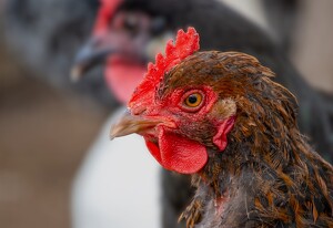 Rhody - Photo by Marylou Lavoie