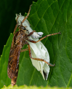 Robber - Photo by Marylou Lavoie