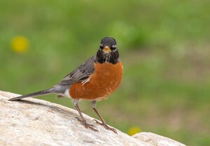 Robin At Stanley Park - Photo by Marylou Lavoie