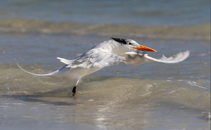 Royal Tern Takeoff - Photo by Eric Wolfe