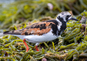 Ruddy Turnstone - Photo by Kevin Hulse