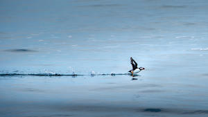 Runway - Photo by Chad Williams