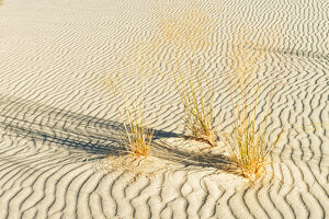 Sand and Grass Patterns - Photo by John McGarry