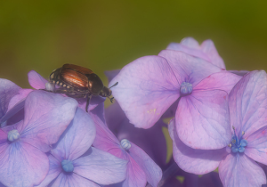 Scarab Beetle - Photo by Linda Fickinger