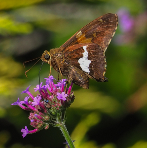 Class B 2nd: Silver Spotted Skipper by Quyen Phan