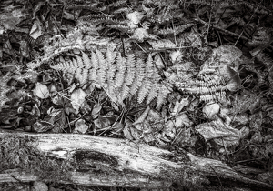 skeleton - Photo by John Parisi