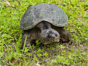 Snapping Turtle - Photo by Eric Lohse
