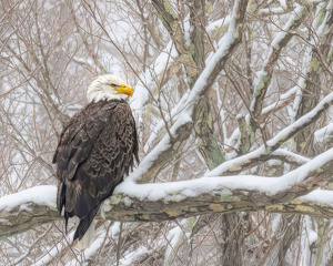 Snow Eagle - Photo by John Straub