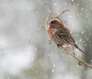 Snow Finch - Photo by Edie Ryba