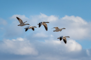 Snowgeese Flying High Above the Clouds - Photo by Lorraine Cosgrove
