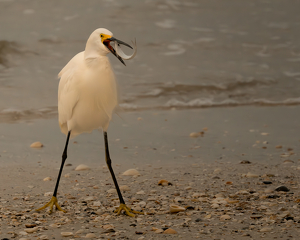 Class B 2nd: Snowy Egret by Larry Gleit