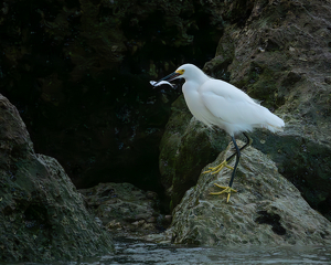Class B 2nd: Snowy Egret by Larry Gleit