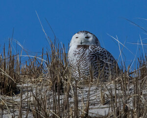 Snowy Owl - Photo by Bill Latournes