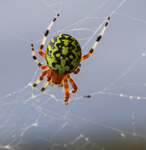 Class A 2nd: Spider by Bill Latournes