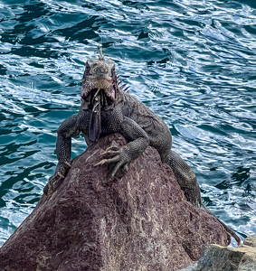 Spiny Tailed Iguana - Photo by Lynnelle Hulse