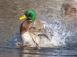 Splish Splash - Photo by Marylou Lavoie