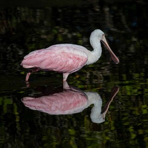 Spoonbill Reflection - Photo by Lisa Willsey
