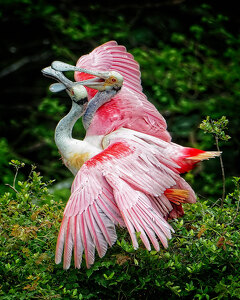 Salon HM: Spoonbill Struggle by John McGarry