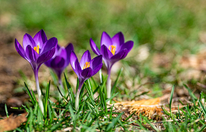 Spring Dreams - Photo by Marylou Lavoie