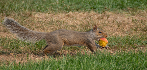 Squirreling Away - Photo by Marylou Lavoie