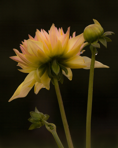 Stages of a Dahlia - Photo by Lorraine Cosgrove