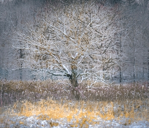 Class B 2nd: Still Standing in Winter by Anna Proczek