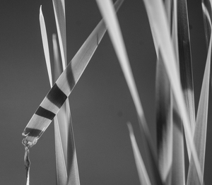 Stripes - Photo by Marylou Lavoie
