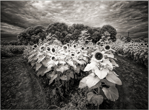 Class A 2nd: Sunflower Army by Eric Lohse
