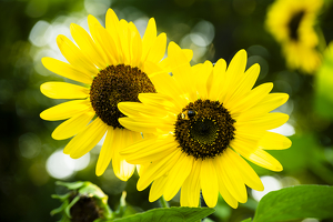 Sunflowers - Photo by Larry Gleit