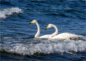 Surfing Swans - Photo by Susan Case