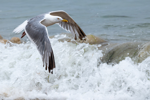 Salon 2nd: Surf's Up by Bill Payne