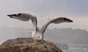 Class B 1st: Taking Flight by Quyen Phan