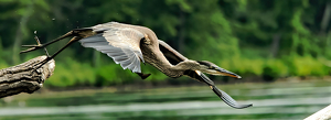 Class B HM: Taking Off by Pat Thomas