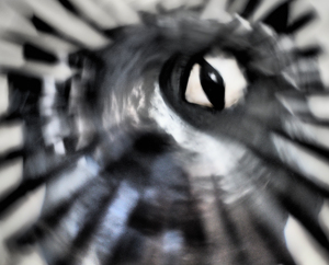 The Crystal Seer - Photo by Quannah Leonard