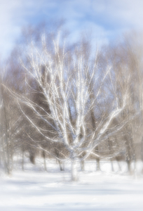 The Dreamy Birch - Photo by Lisa Willsey