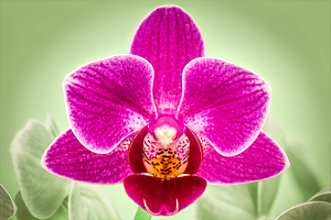 The Enticing Orchid - Photo by Eric Wolfe