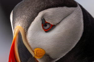 Class A 2nd: The Eye Has It by Alison Wilcox